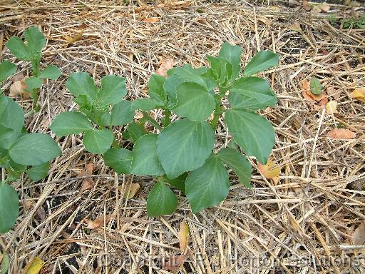 Mulch straw_2 